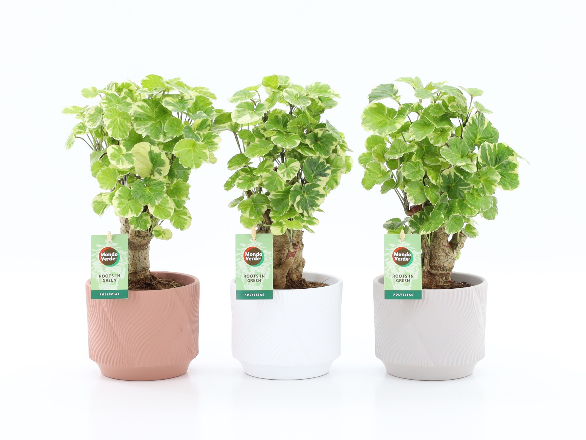 Polyscias Balfouriana in Rodena keramiek, D 13