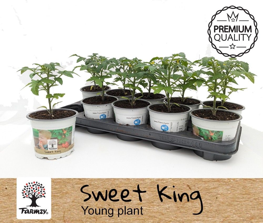 Farmzy® Young plant Sweet King, tomato plant, D 12