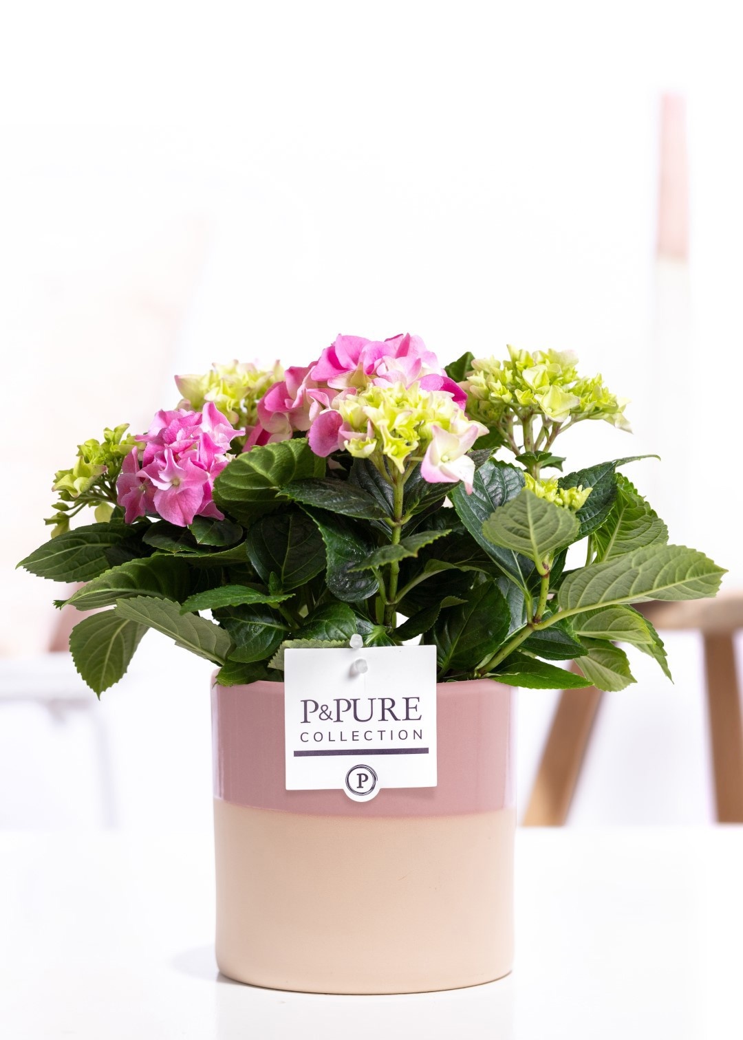 Hydrangea pink in P&PURE Tess 2 ceramics pink, D 10