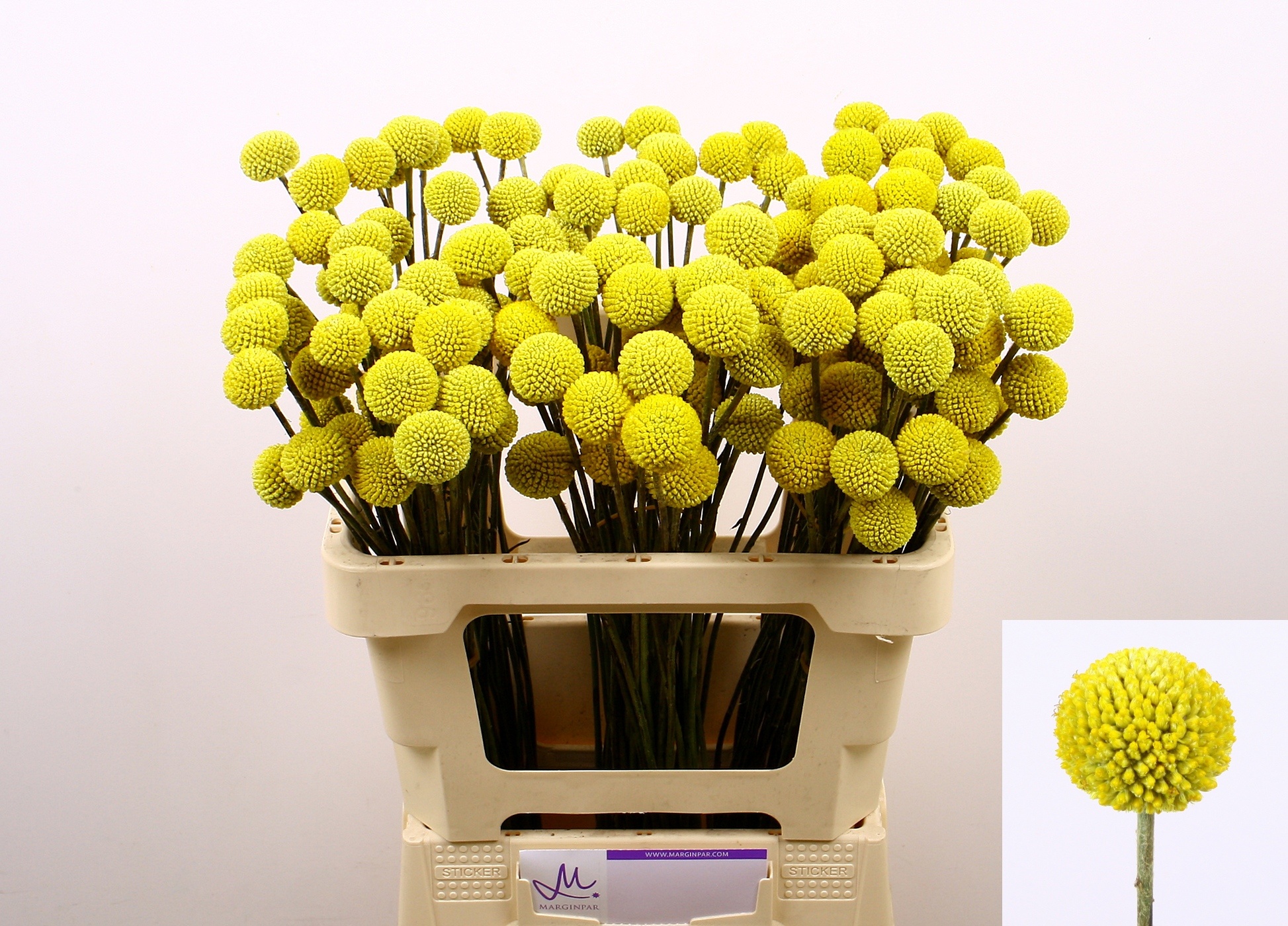 Краспедия Пейнтбол Поп 50 (желт.), шт.