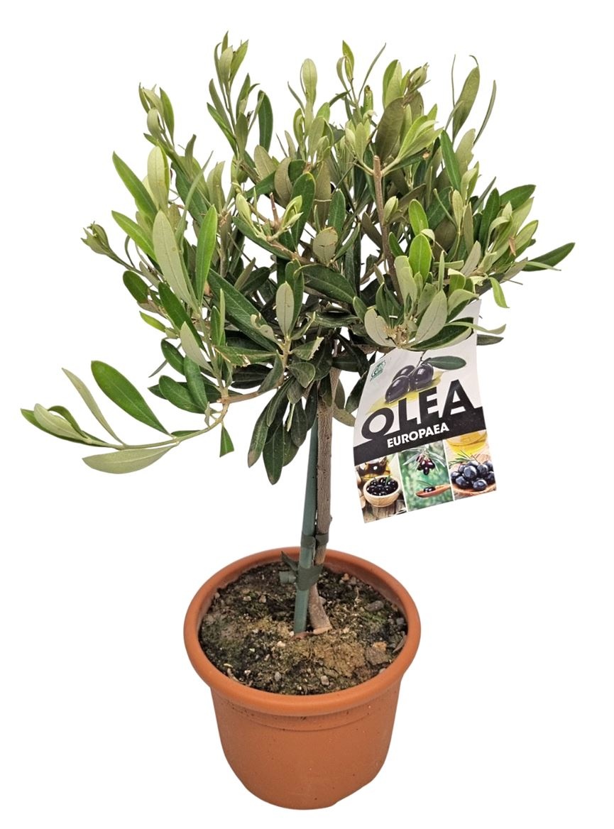 Olea Europaea Stem - 1241, D 17 cm Olea Europaea Stem - 1241, D 17 cm