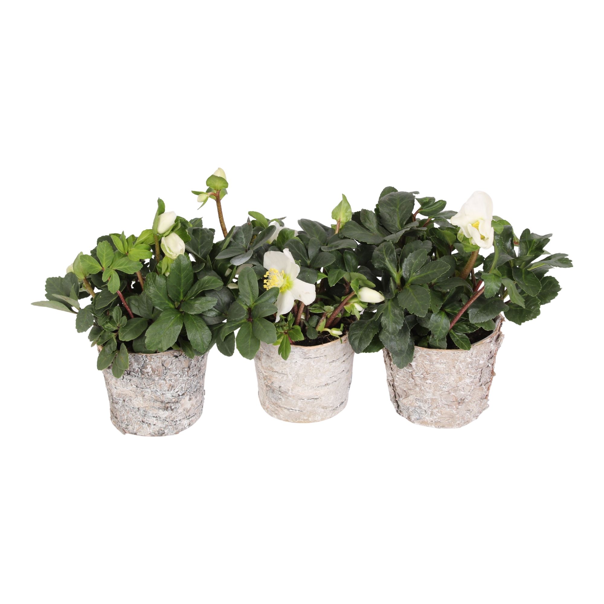 Helleborus n. Christmas Carol in berken pot, D 9 cm