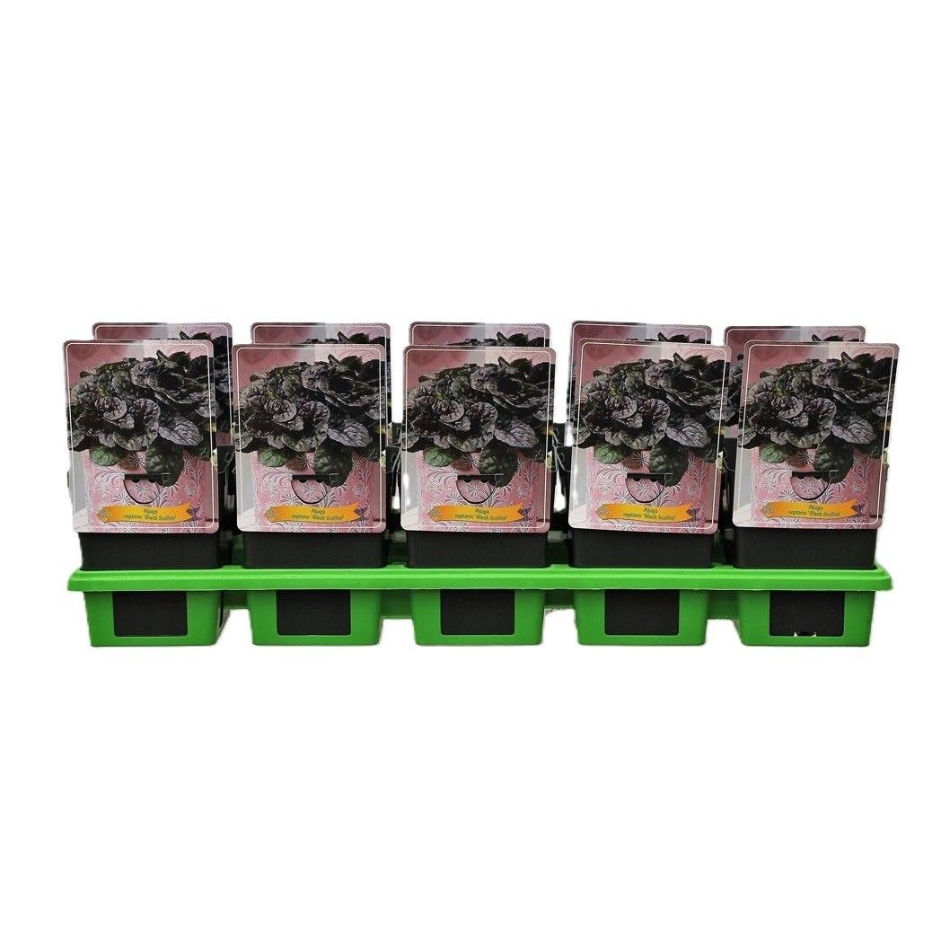 Ajuga reptans 'Black Scallop' P11, D 11