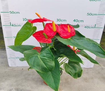 Антуриум красный фламинго чао тянь цзяо 12 40 (предзаказ)