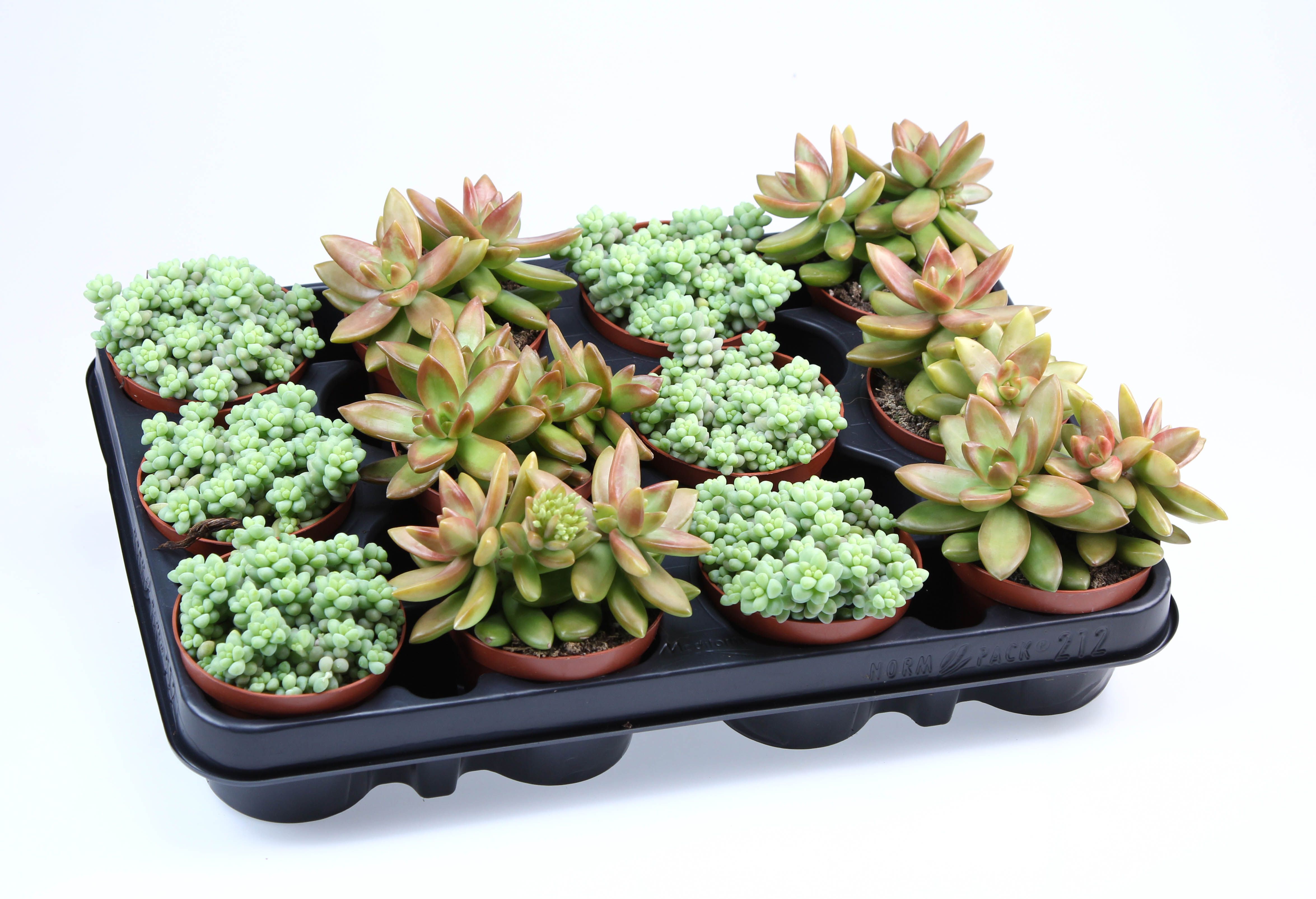 Sedum mix, D 8,5 cm Sedum mix, D 8,5 cm