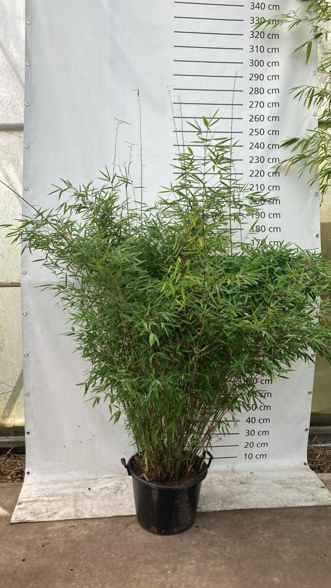 Fargesia 'Winter Joy', D 55