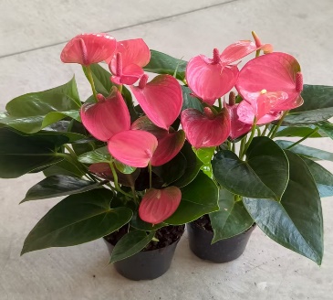 Антуриум красный фламинго фэнь хуан гуан 12 40 (предзаказ)