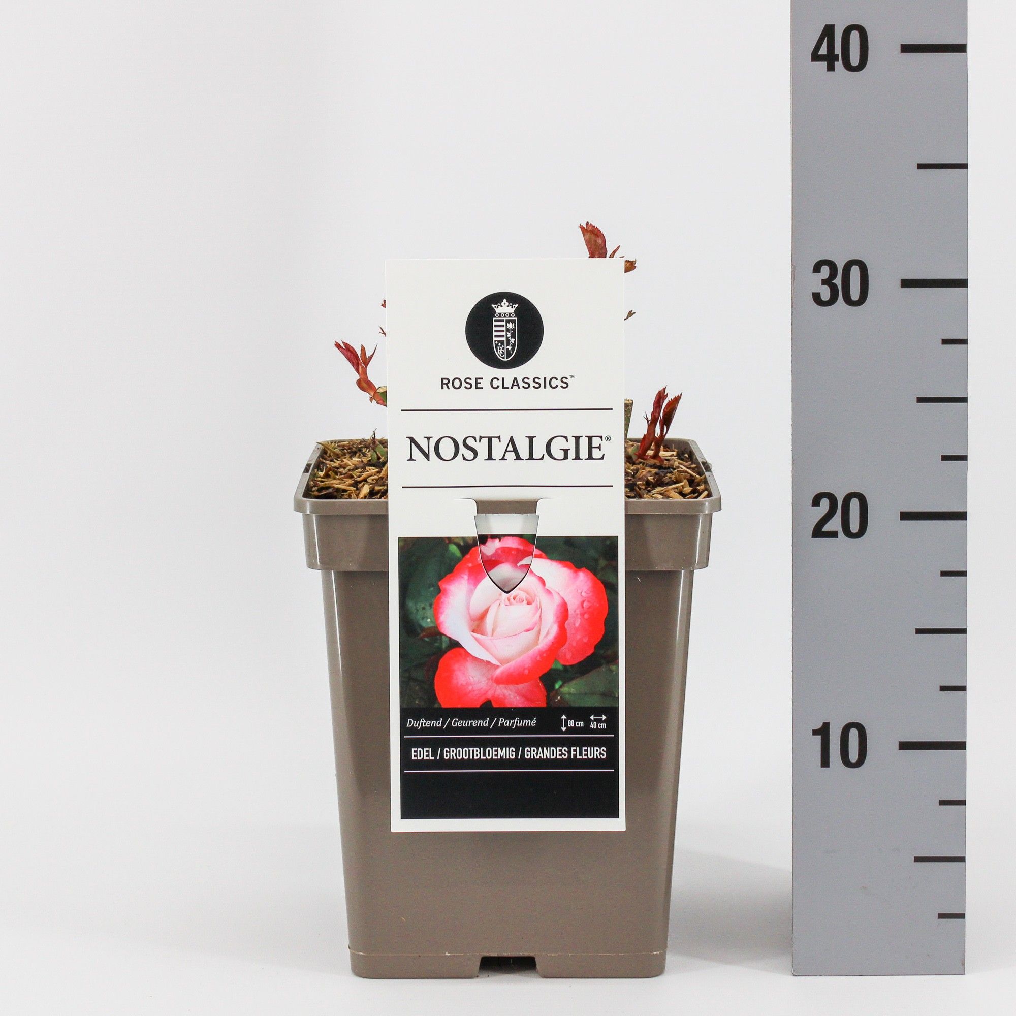 Rosa (TH) Nostalgie ®, C5, D 23