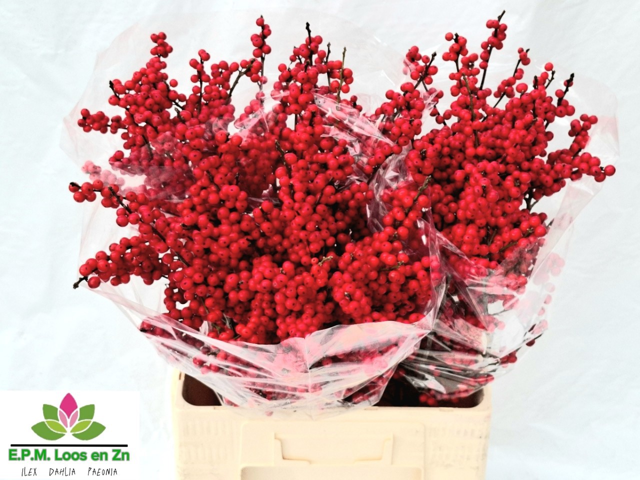 Илекс Красные ягоды 70, шт.