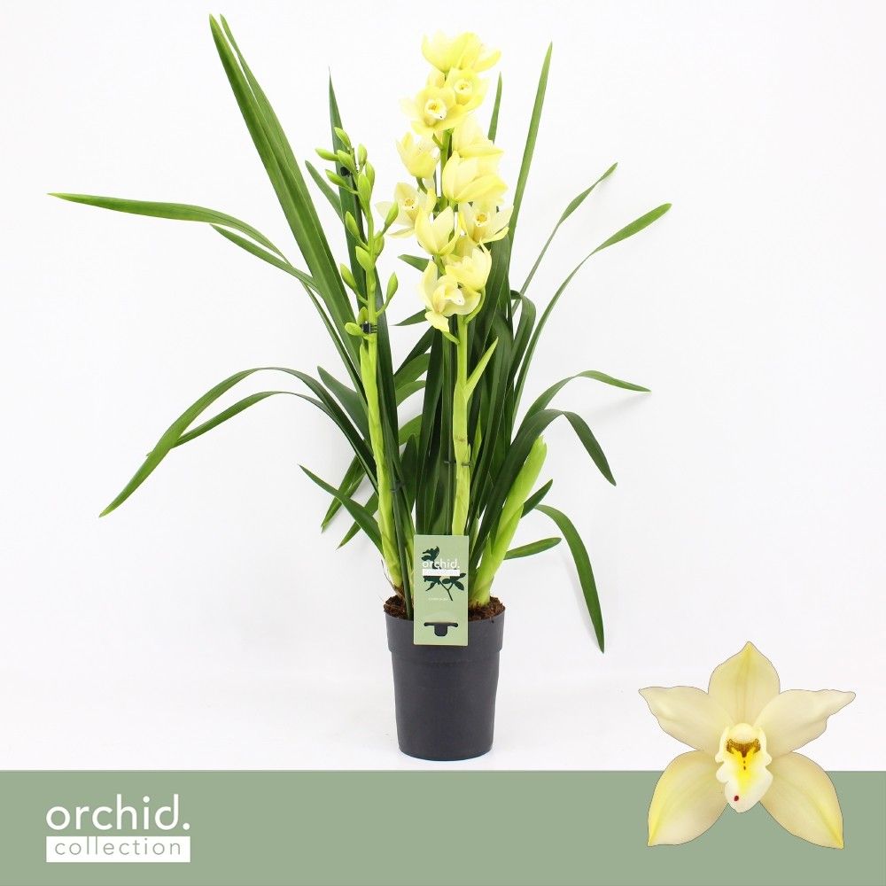 Cymbidium, Paddy 2-spike P14 'Orchid Collection', D 14 cm