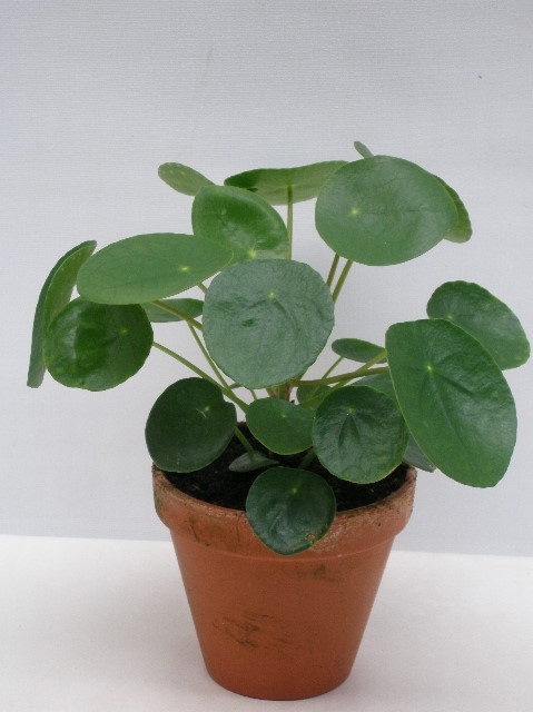 PILEA PEPEROMIOIDES, D 12