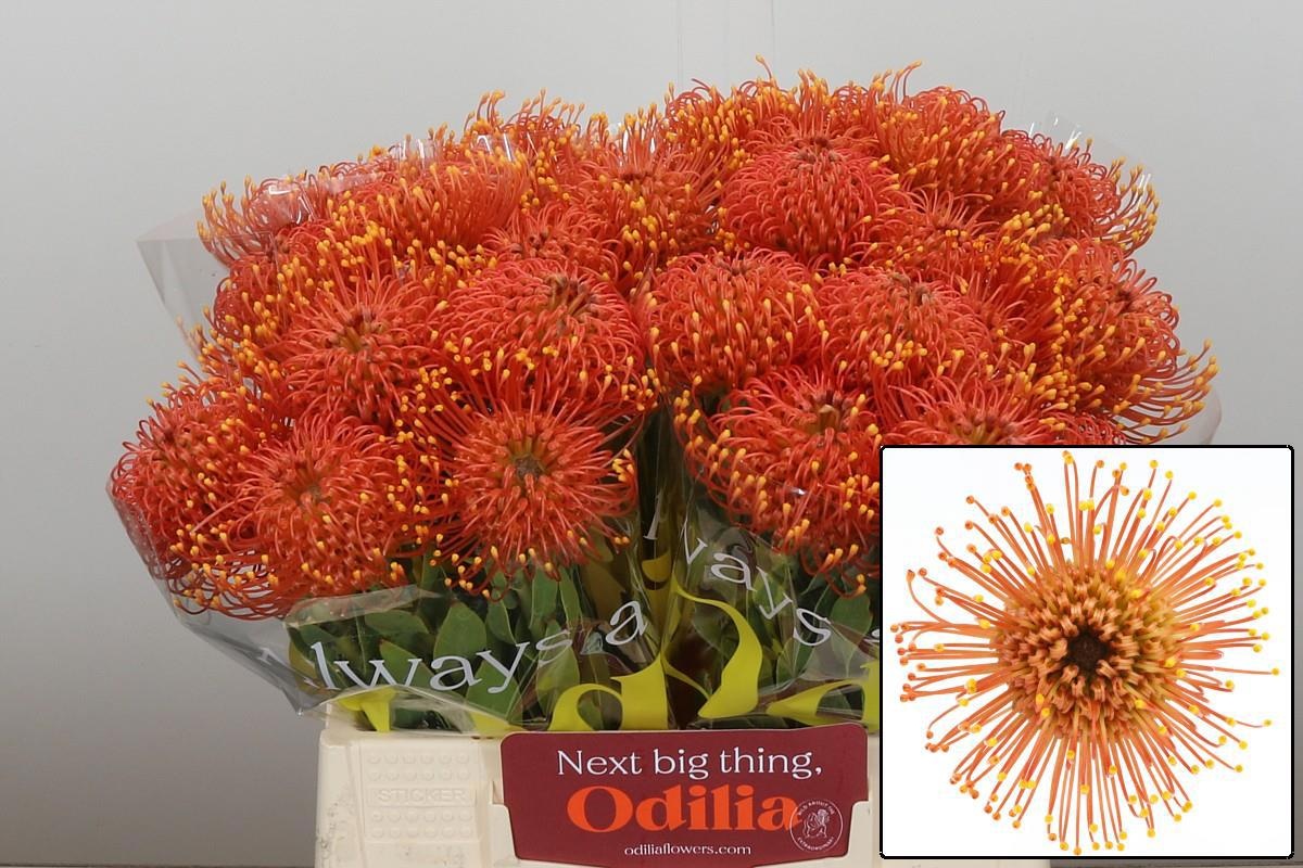 Нутанс Голд Даст 40, шт.