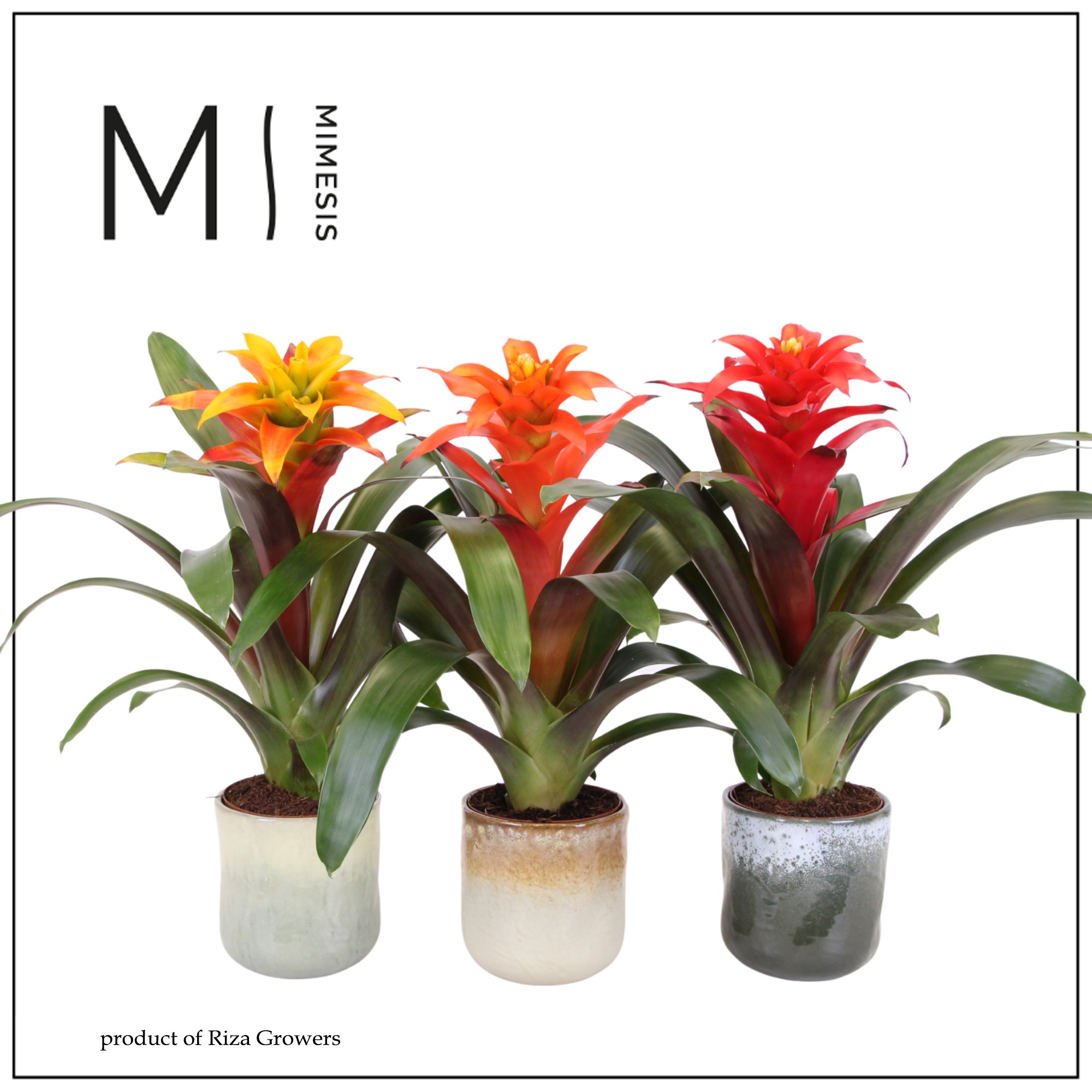 Guzmania Nature - 12cm in Ottawa | Mimesis, D 12