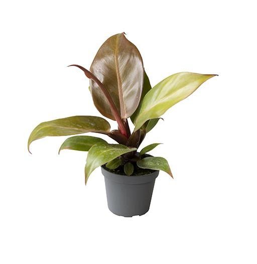 PHILODENDRON-HYBRID 'CHERRY RED 6899', D 6