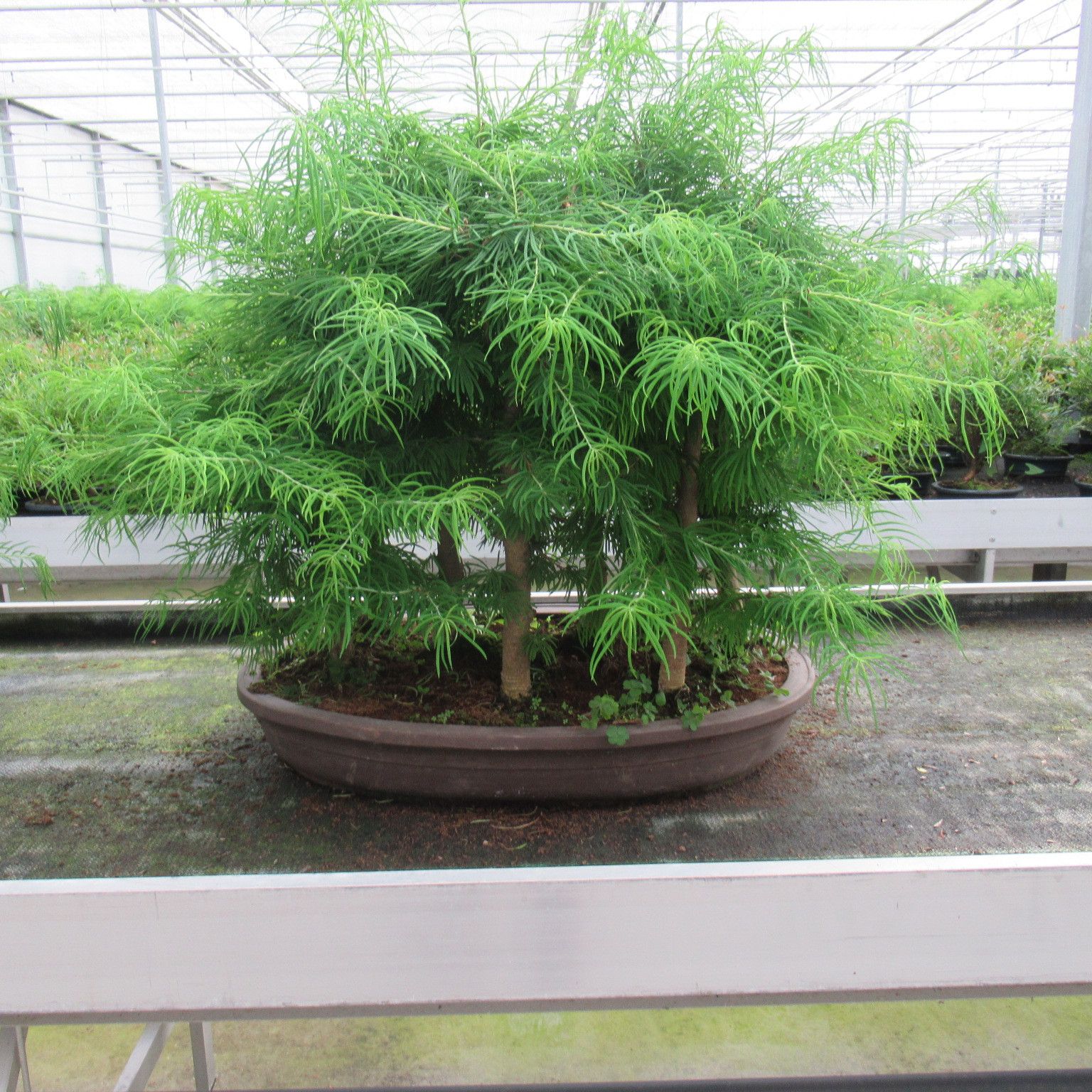 Pseudolarix groep ( forest), D 60 cm