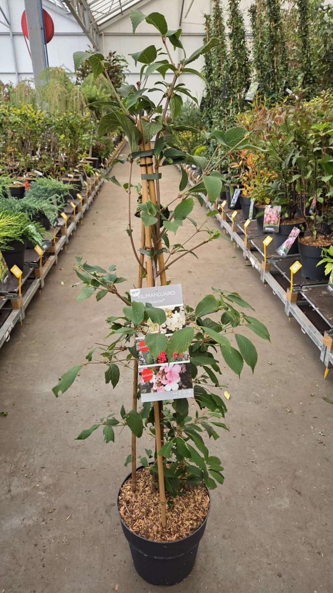 Viburnum plic. Kilimandjaro Sunrise, 3 stok, D 29