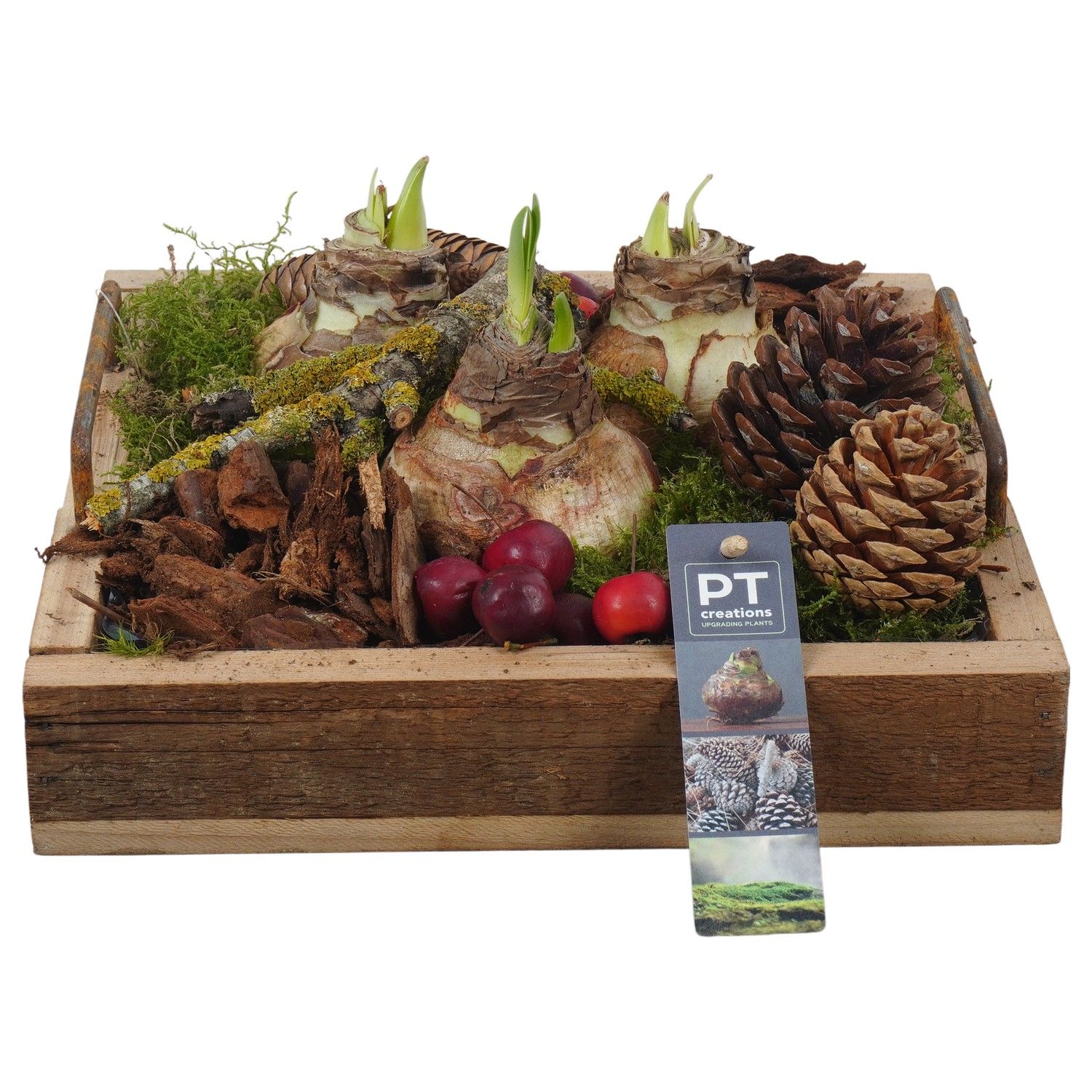 PTAA7538 Arrangement Amaryllis in houten bak, D 25 cm