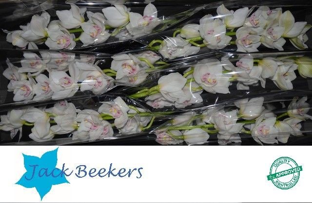 Цимбидиум Килиманджаро x6 80, шт.