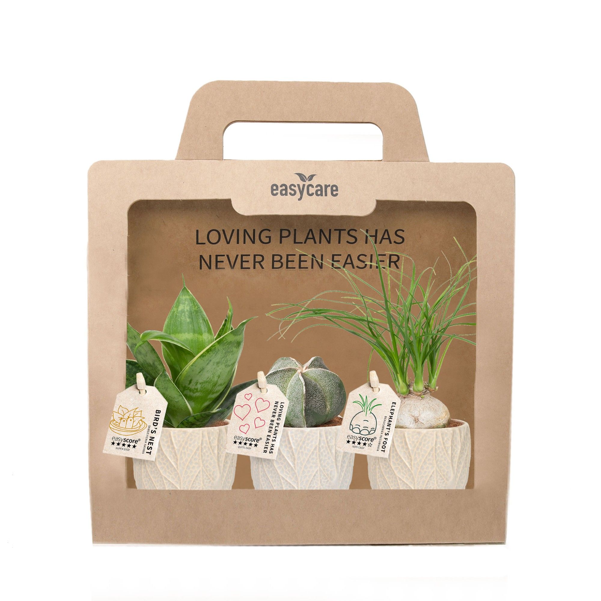 3-Pack Leaf Sand, D 7