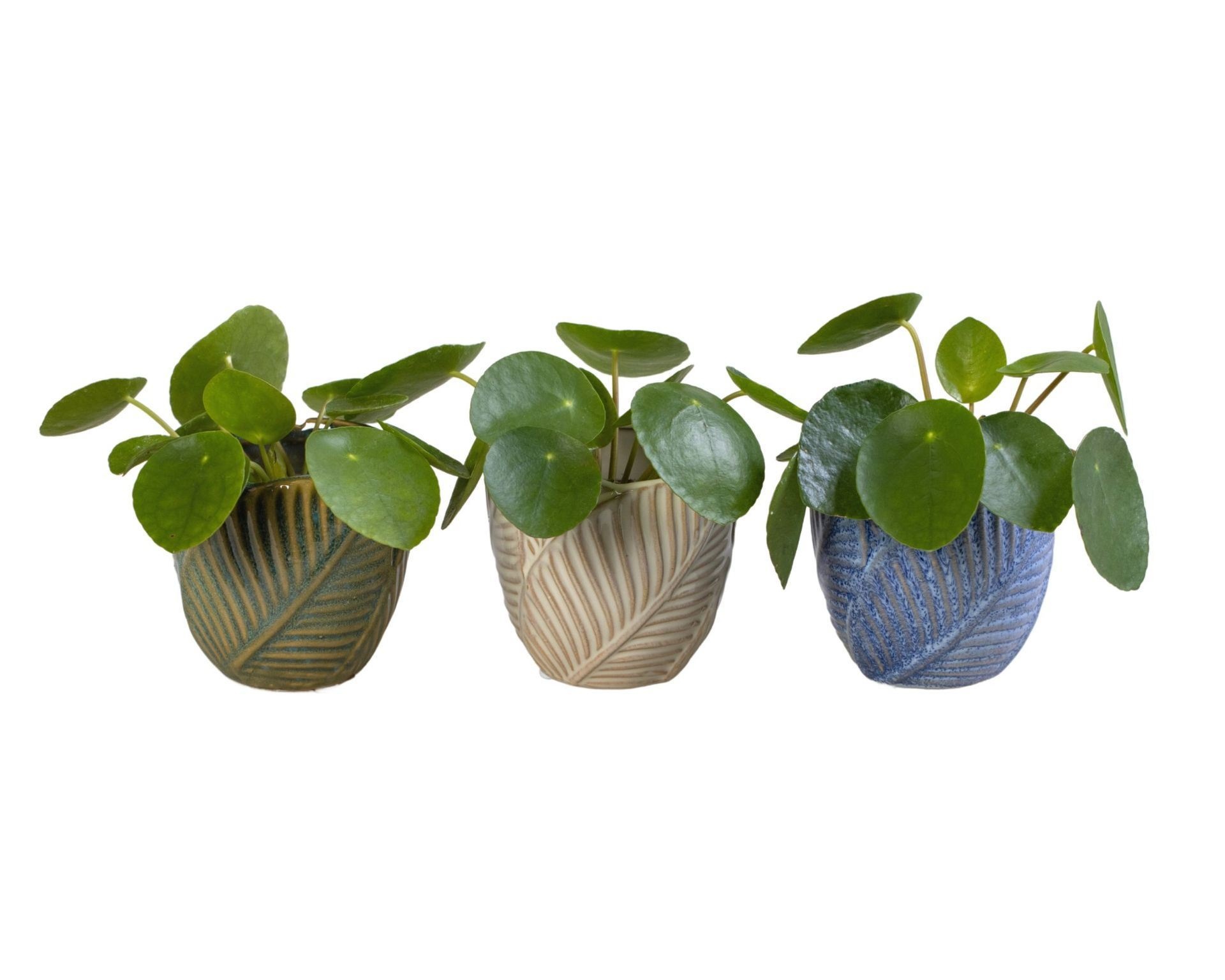 L 65949 with Pilea Peperomioides 6 cm, D 6