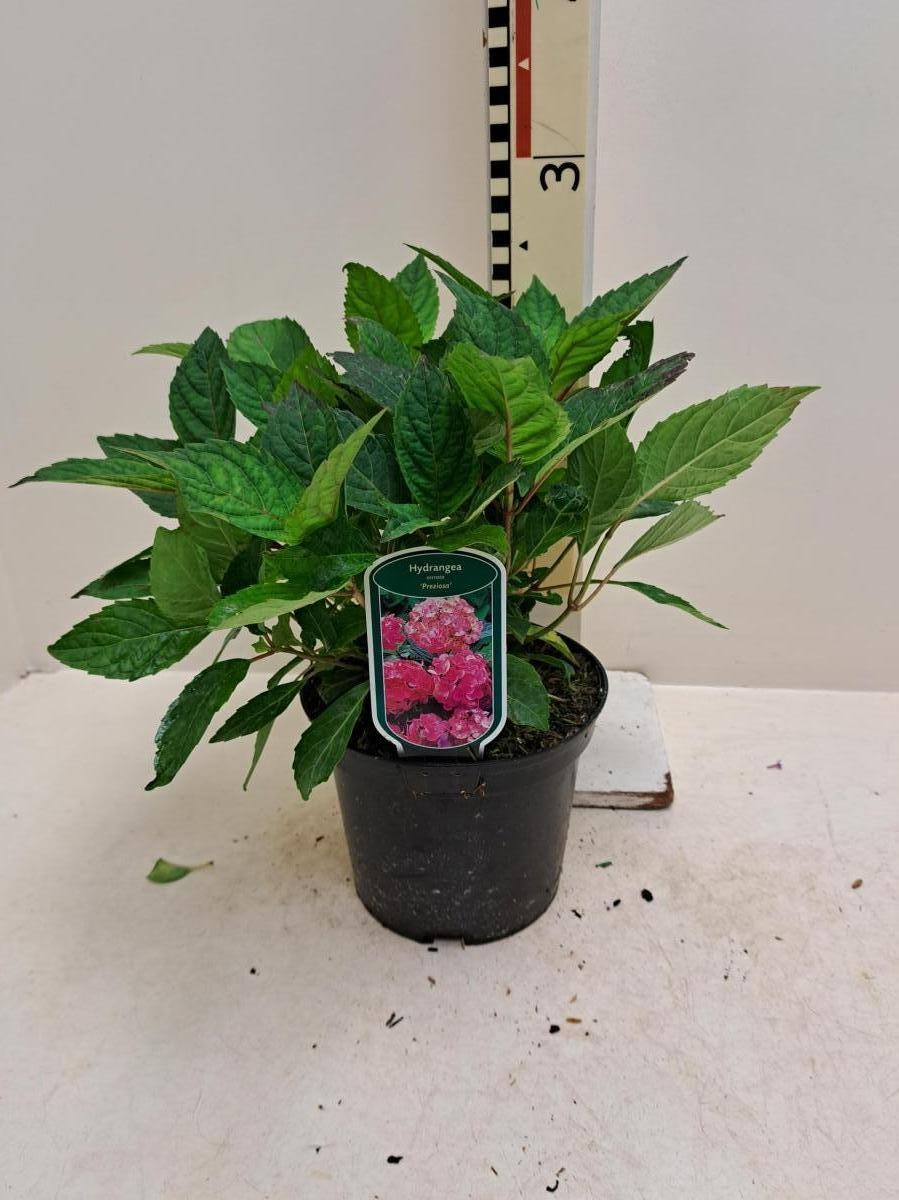 Hydrangea s. 'Preziosa', D 19 cm