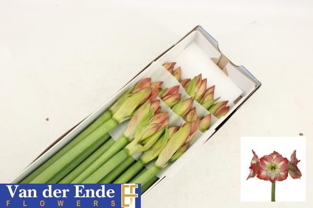 Амарилис Мега Стар (красно-зел.) x18, шт.