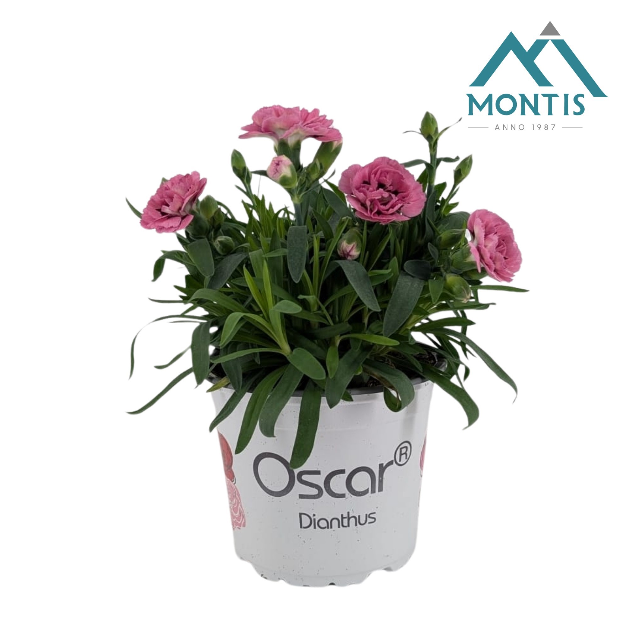 Dianthus Oscar 'Pink and Purple', D 13