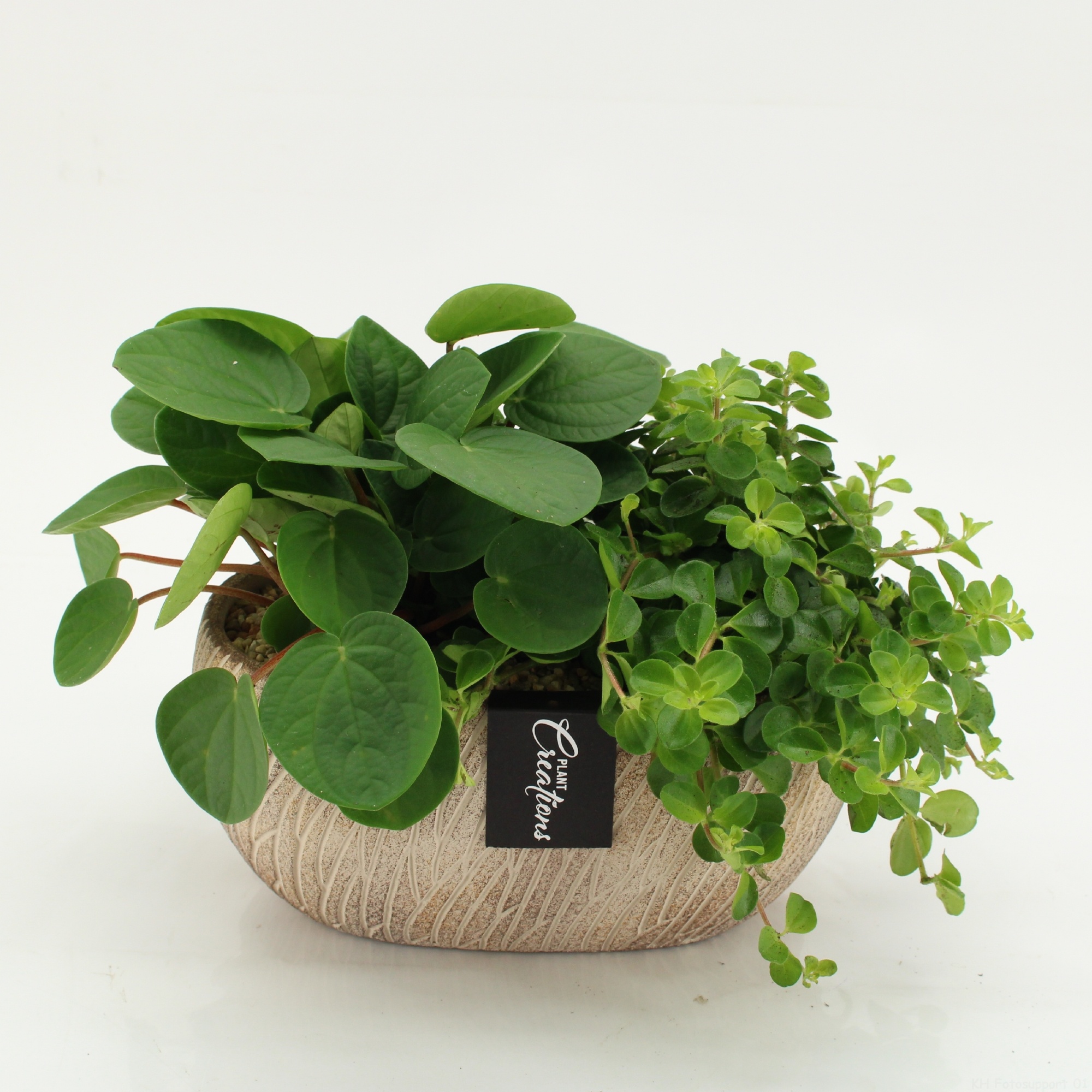 GRCR-2626 Green Essentials, D 23