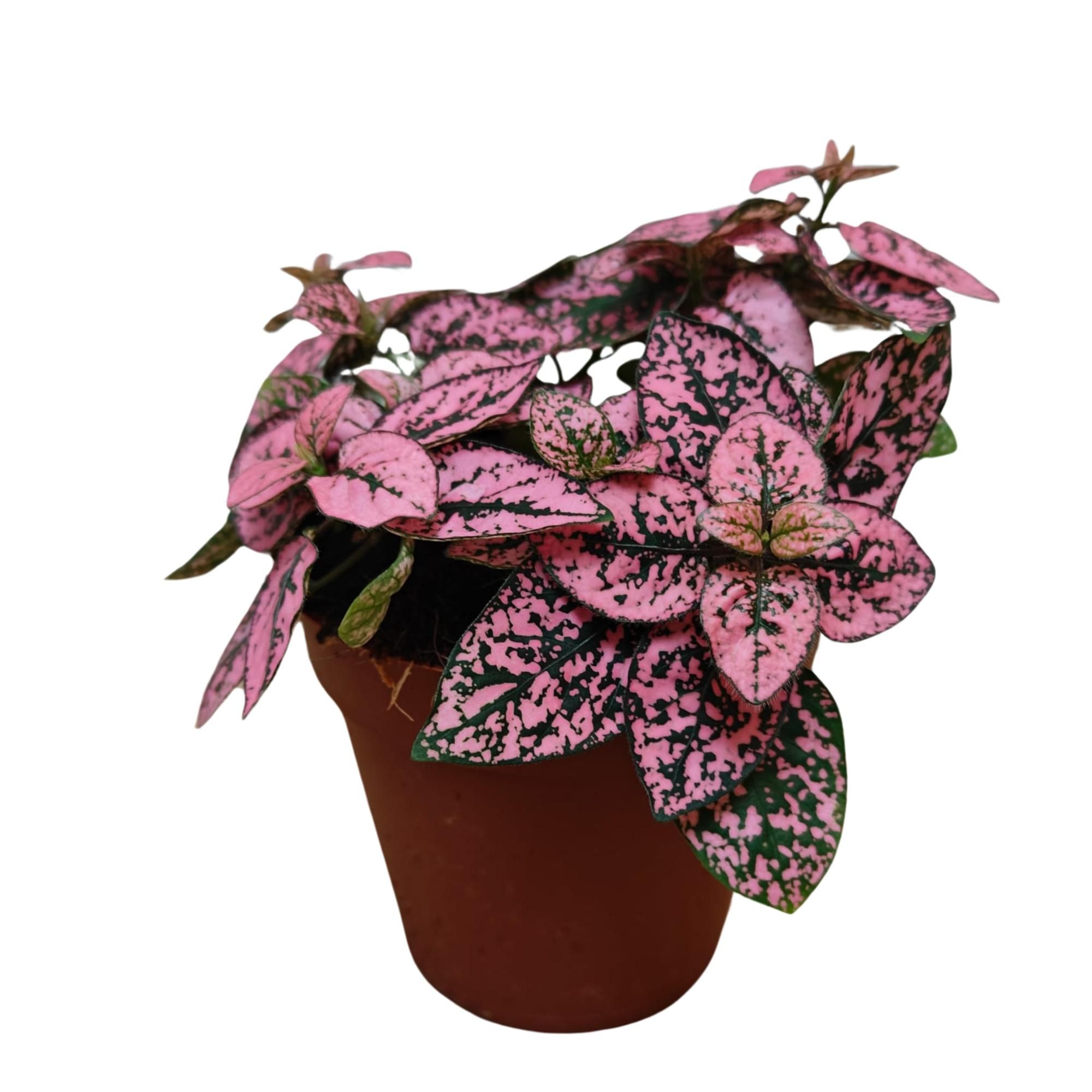 Hypoestes "Rose" P9, D 9