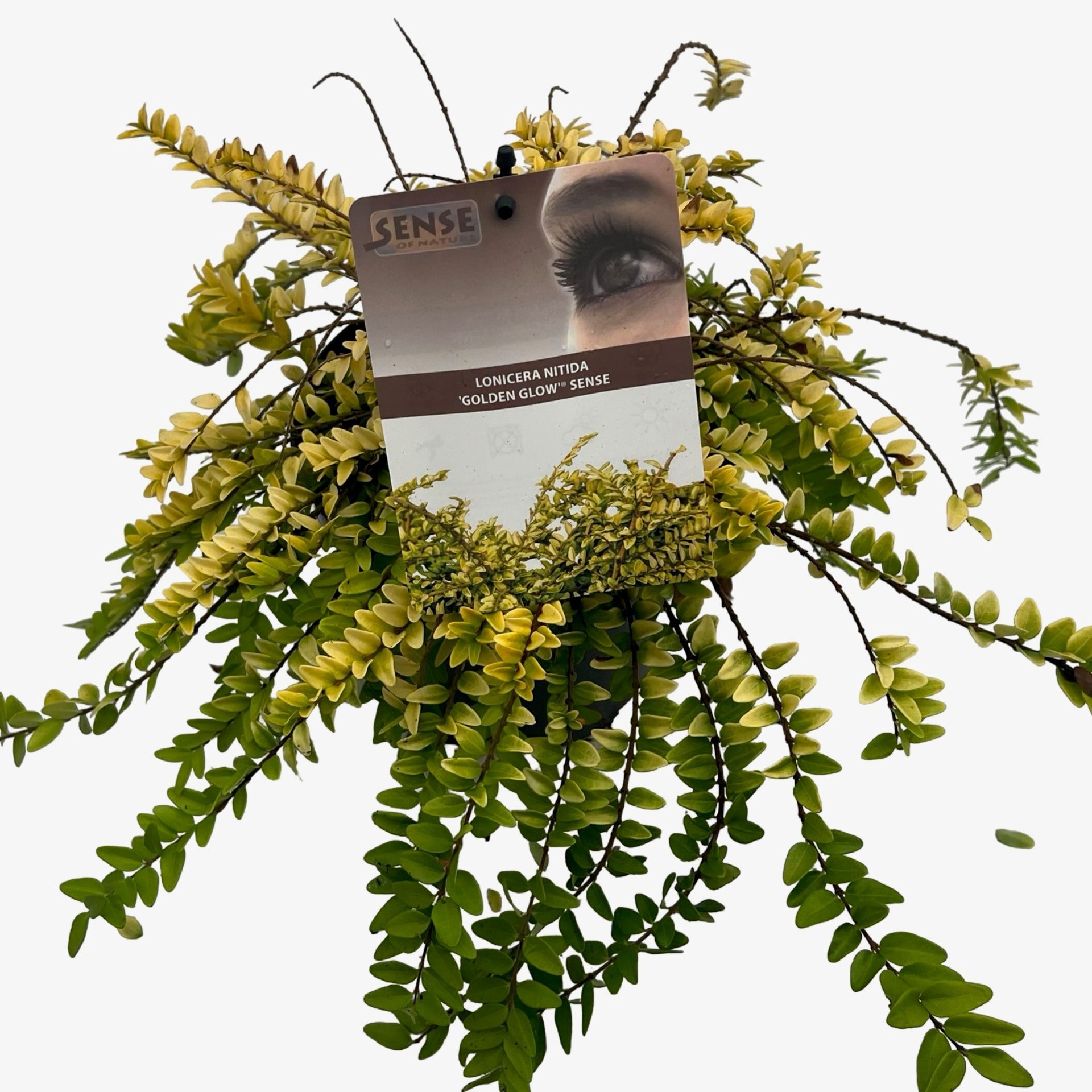 Lonicera nitida 'Golden Glow'® sense, D 17