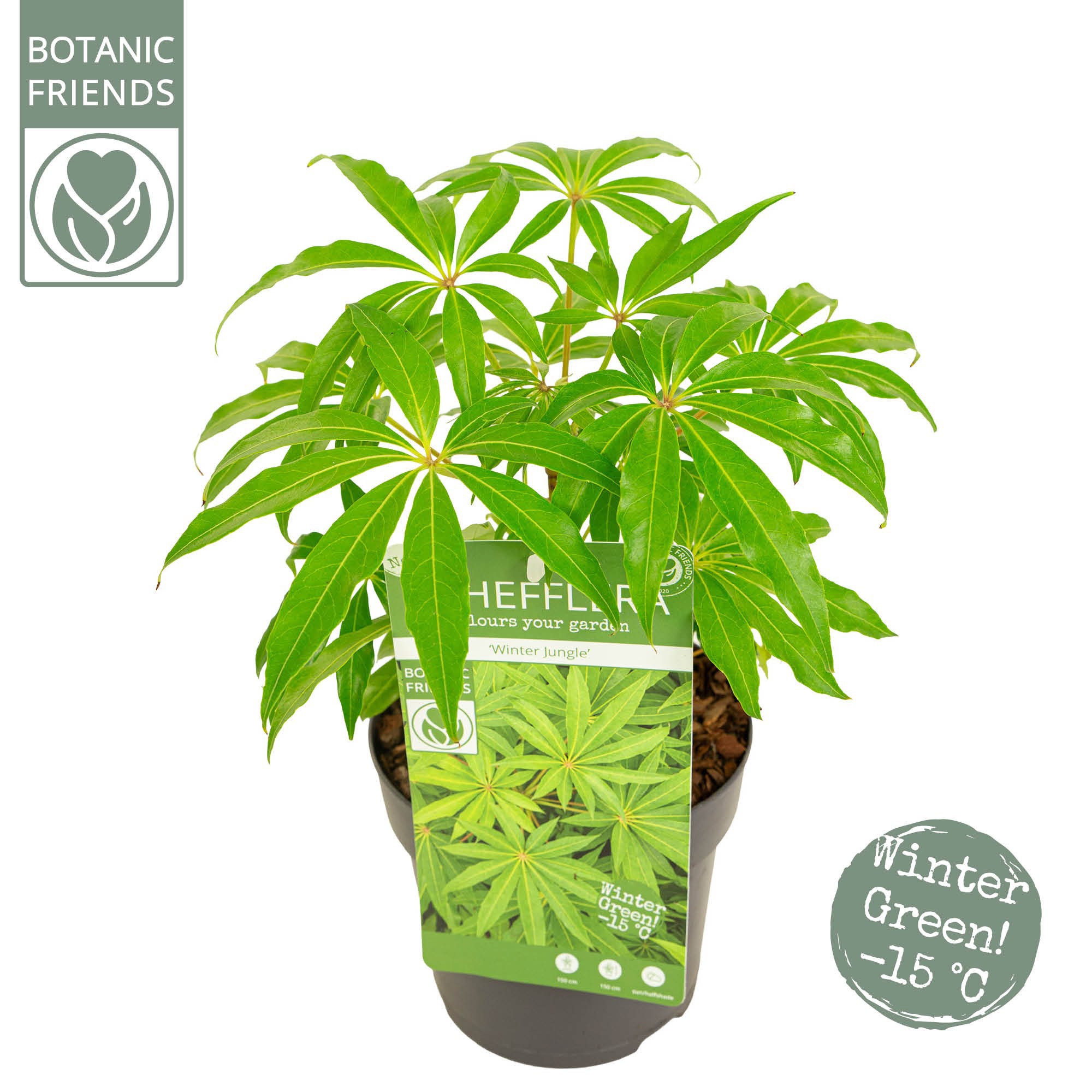 Schefflera 'Winter Jungle', D 15
