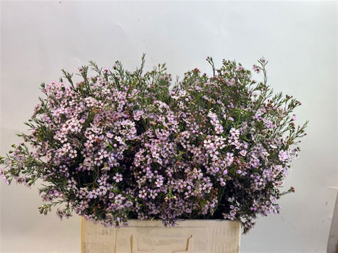 Шамелациум Пинк Дрим 60, шт.