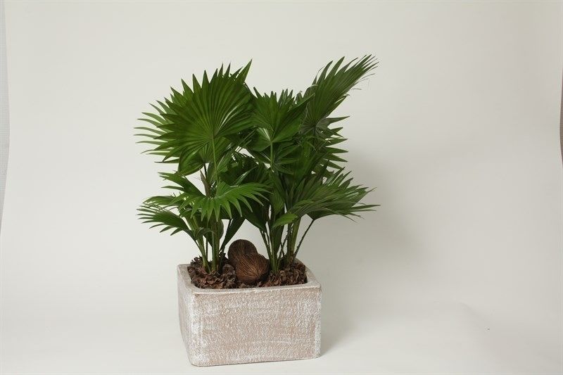 Livistona rotundifolia, D 26