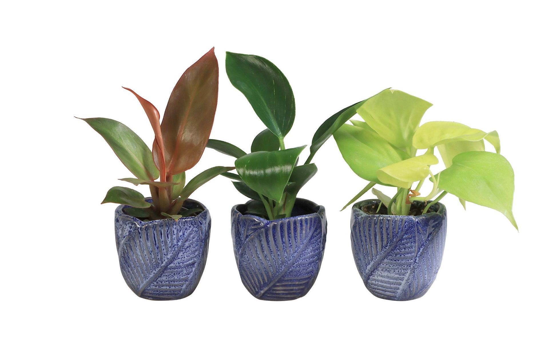 L 65971 with Philodendron Mix 6 cm, D 6