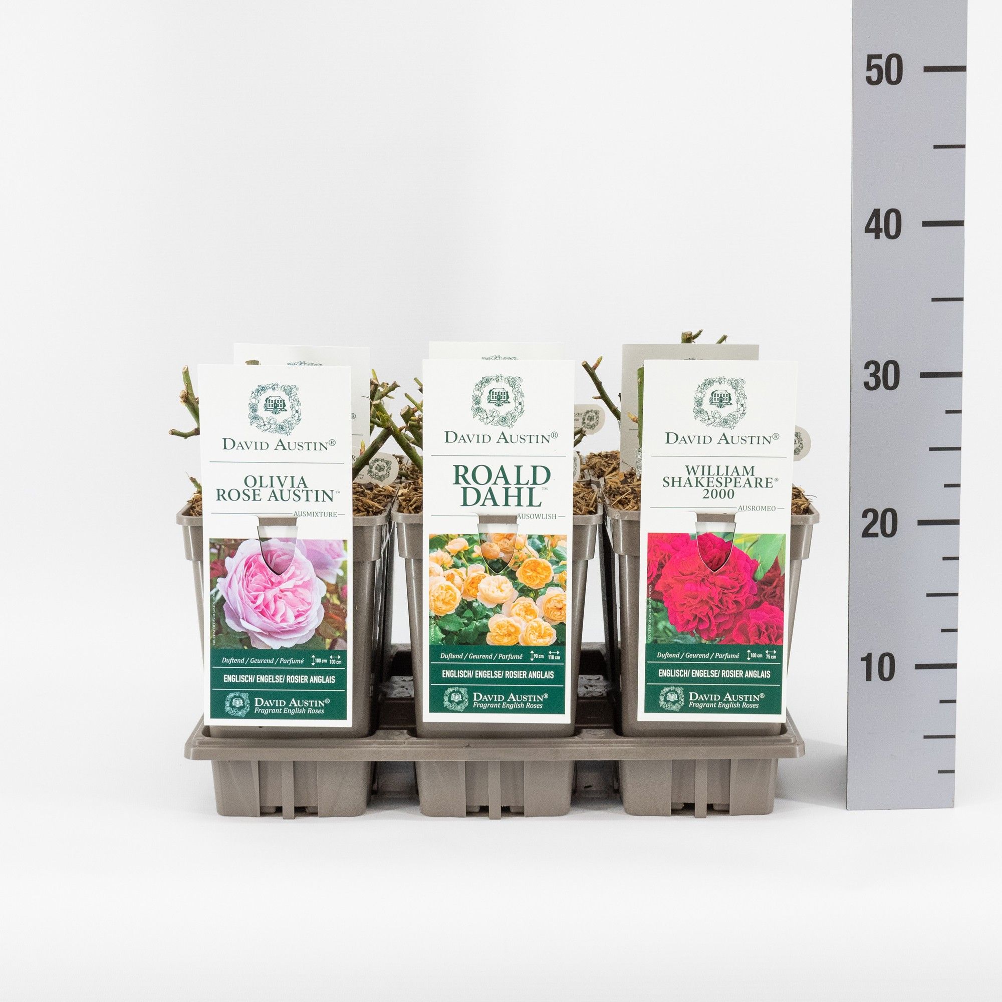 Rosa David Austin mix, C3, D 17