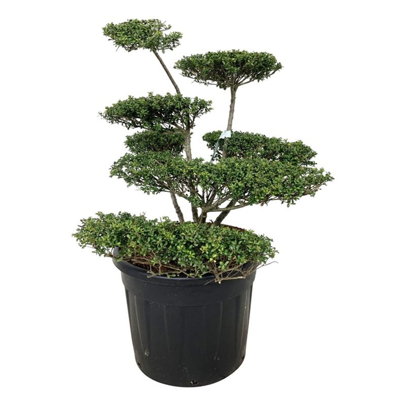 Ilex crenata 'Convexa', D 55