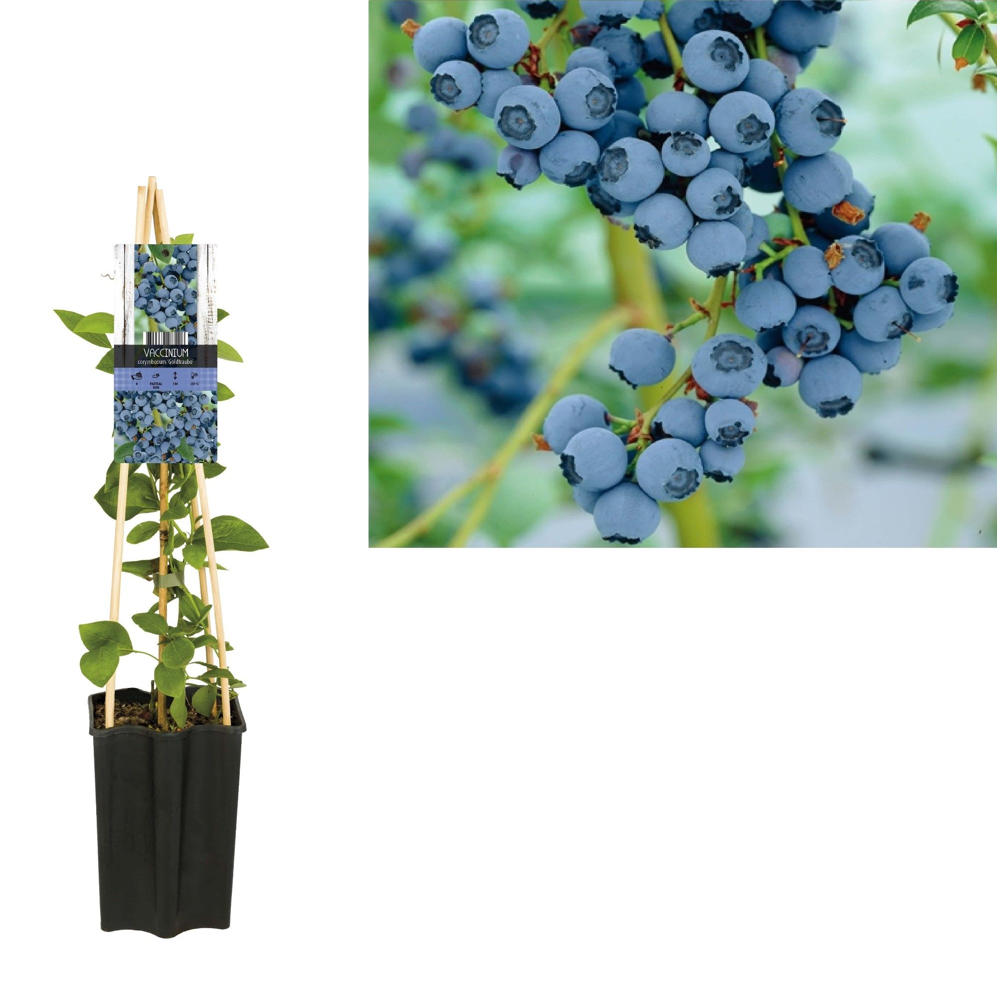 Vaccinium corymbosum 'Goldtraube' +3.0 label, D 15 cm