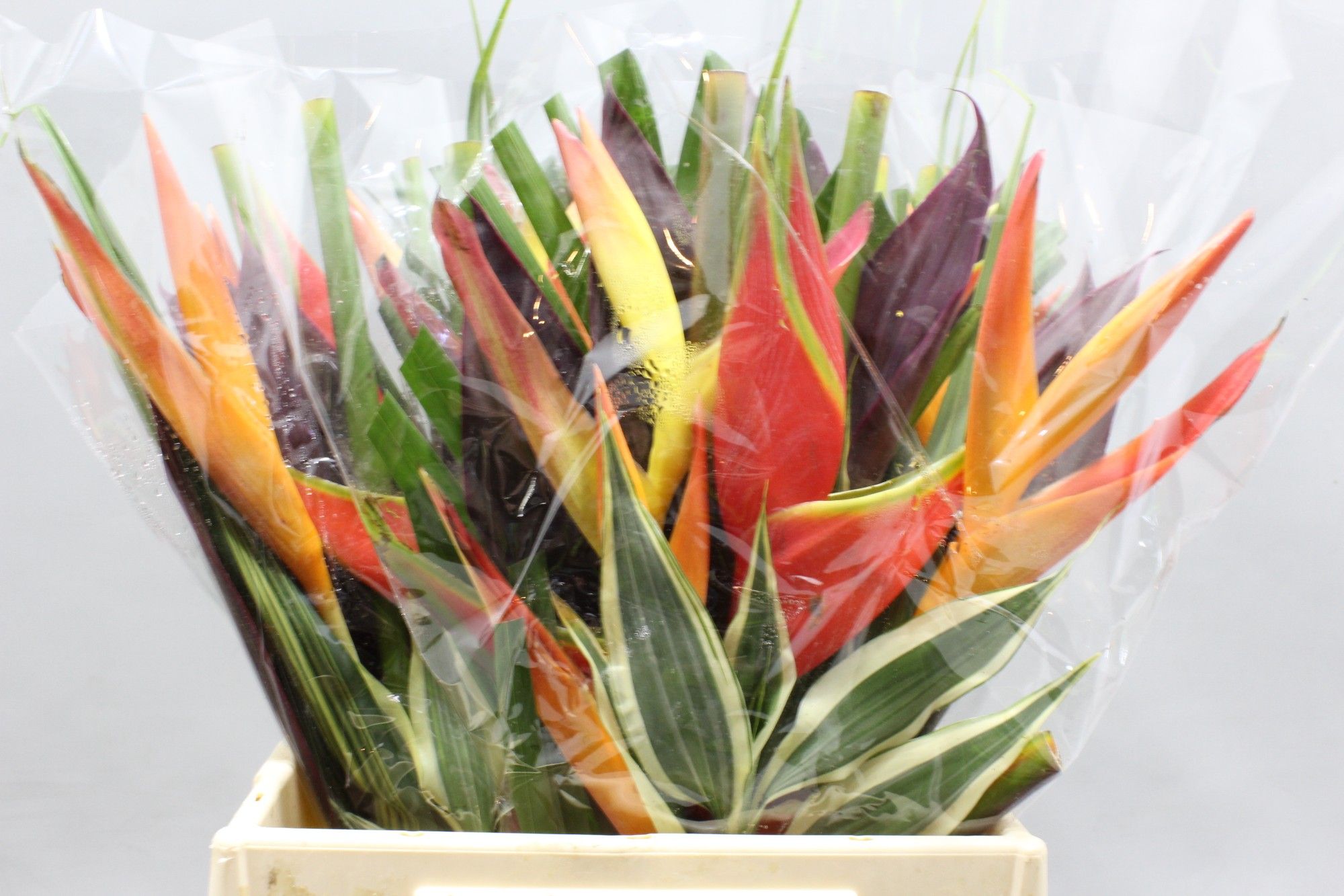 Геликония Овериг 40, шт.