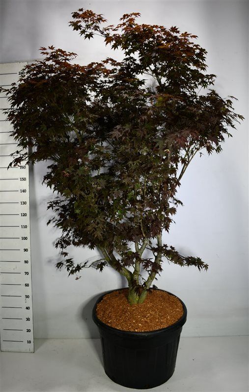 Acer pal. 'Fireglow', D 77