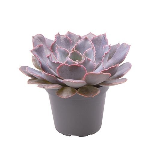 ECHEVERIA SHAVIANA 'PINK FRILLS', D 6