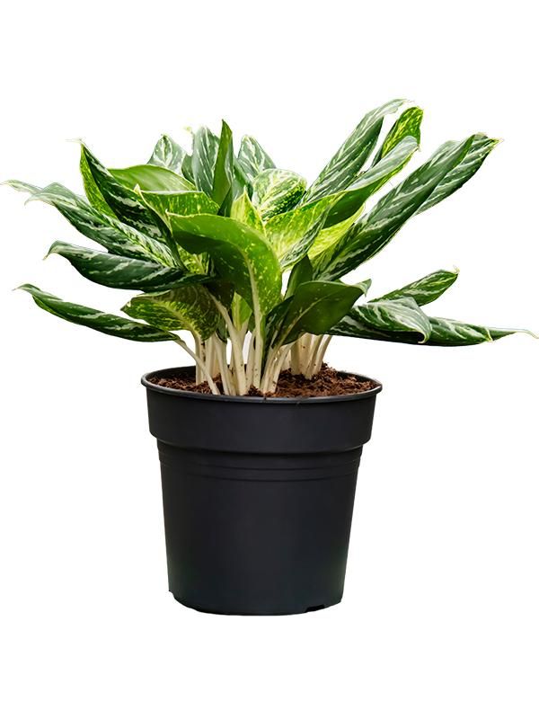 Aglaonema 'Madonna' (70-80), D 27