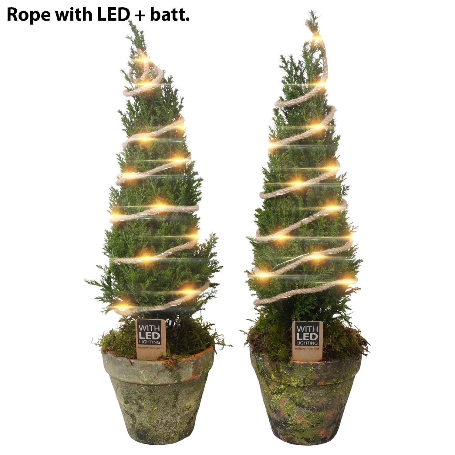 PTK26915 Ellwoodii in terrracotta pot met LED, D 15