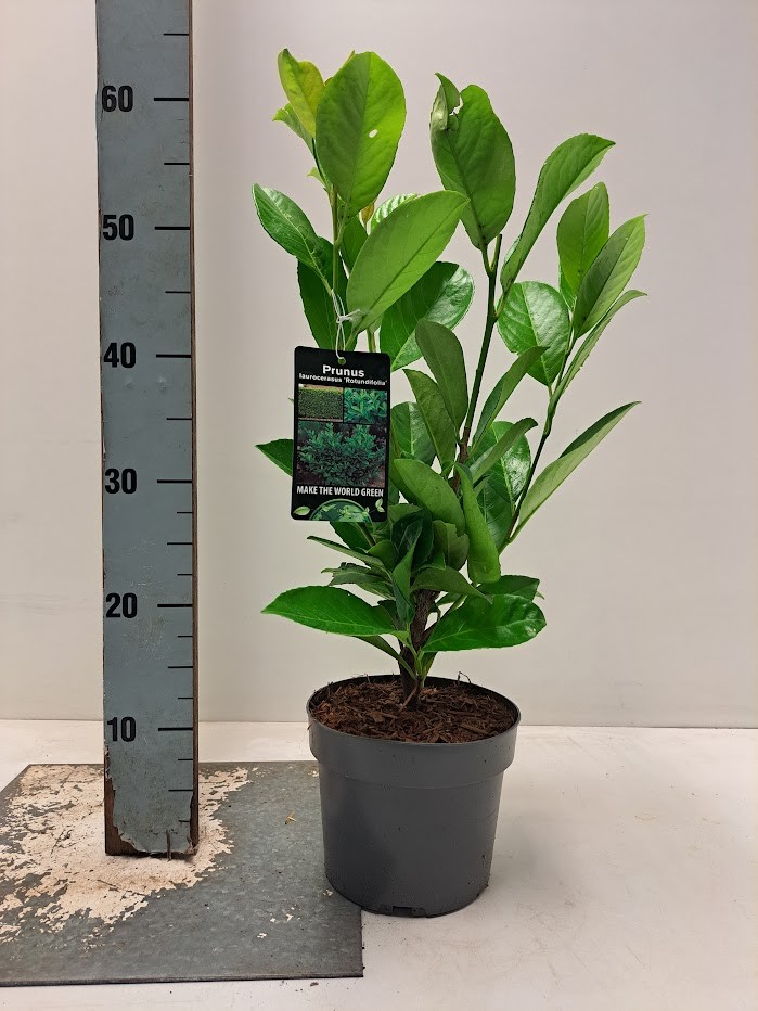 Prunus laurocerasus 'Rotundifolia' C2, D 17