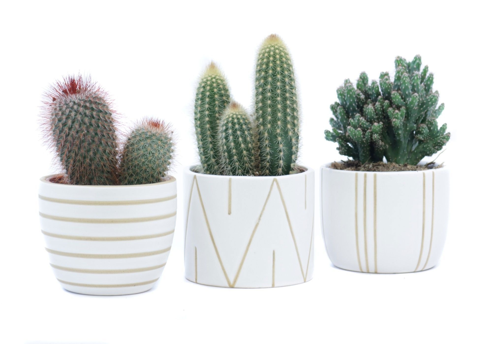 Cactus 10,5 cm in eksjo sierpot, D 10,5