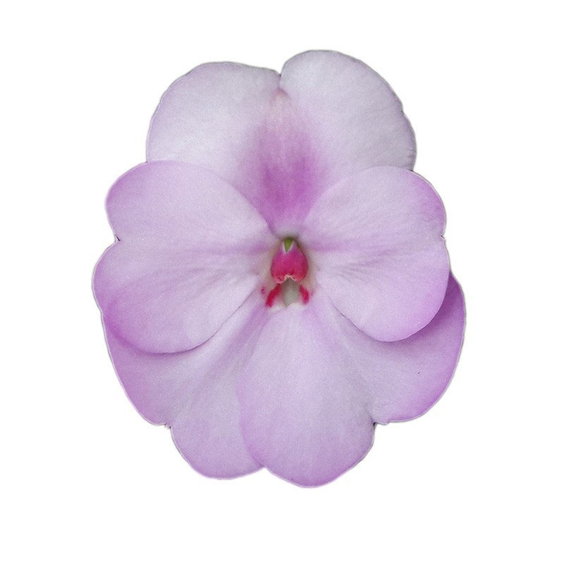 Sunpatiens XL 17 CM - Orchid Blush, D 17