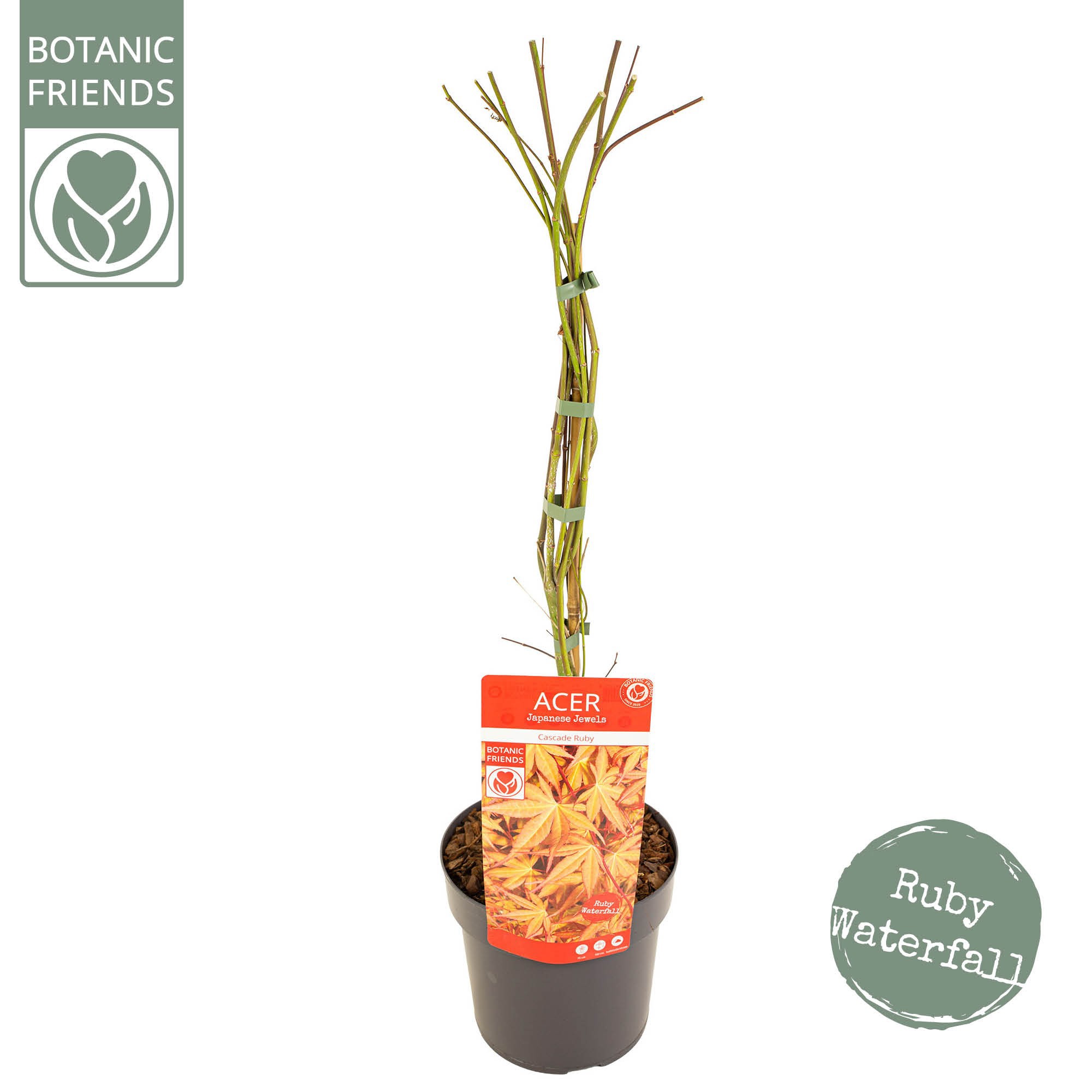 Acer palm. 'Cascade Ruby' ®, D 19