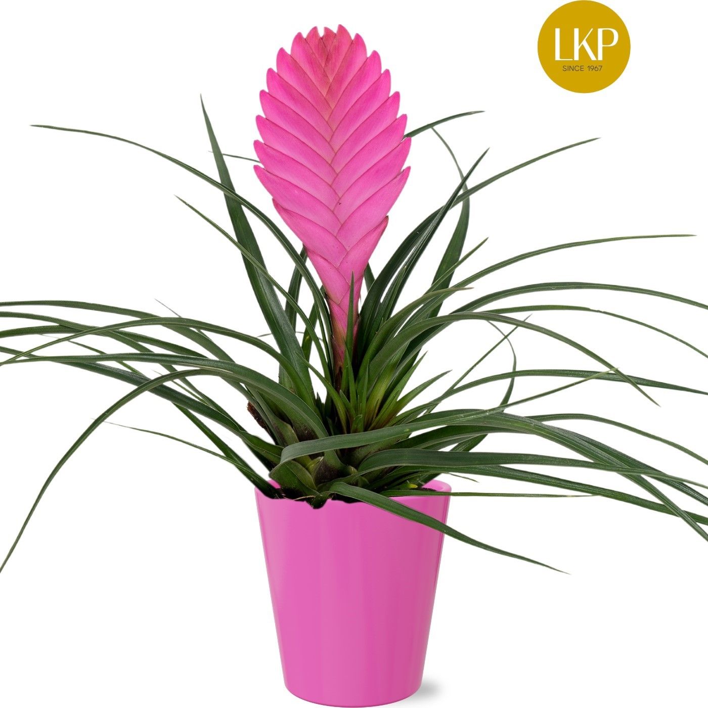 Tillandsia Vincent Roze Coco, D 10