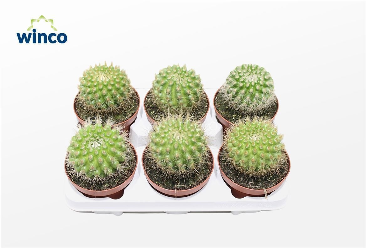 Parodia Penicillata, D 13