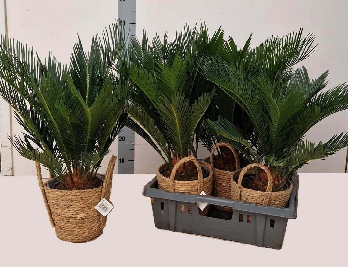 CYCAS REVOLUTA, D 22
