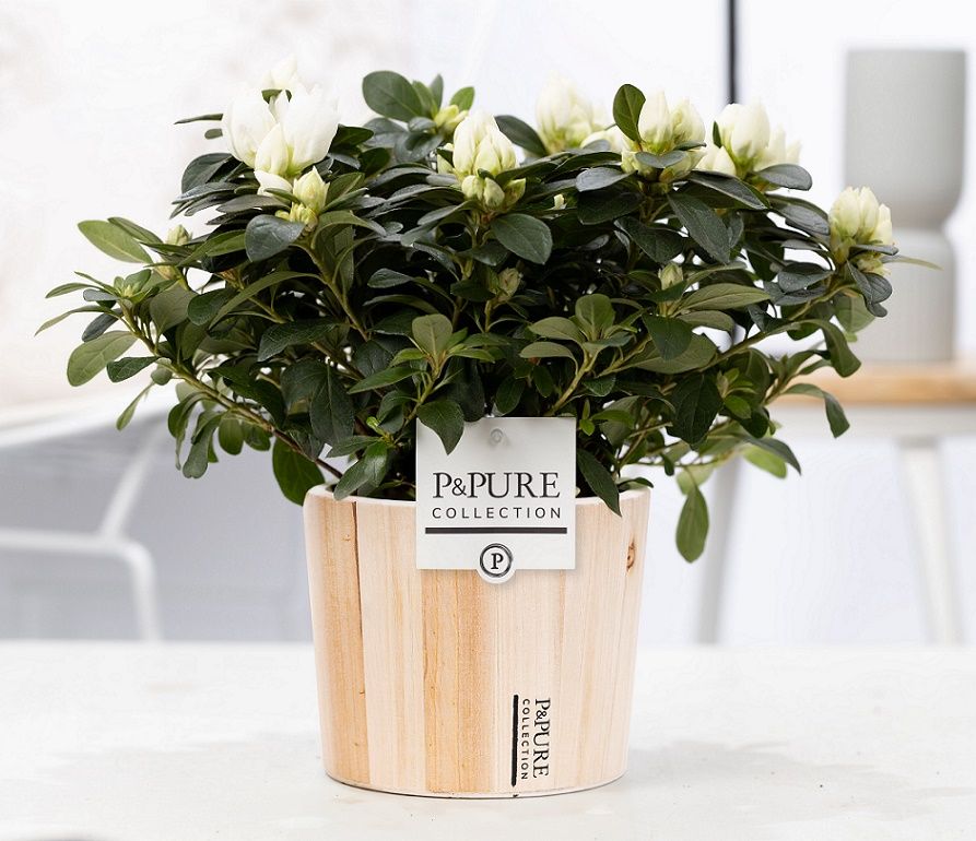 1st class Azalea white in P&PURE Pure Wood 5, D 12